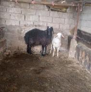 دو راس گوسفند نرو ماده