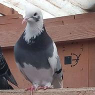 کبوتر گمشده