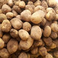 سیب زمینی بذری و خوراکی