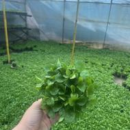 سبزه نارنج گلدون 12ژله ای