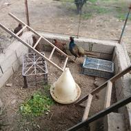 فروش یک ست کامل قرقاول یا تیرنگ