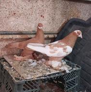 کبوتر ریحانی