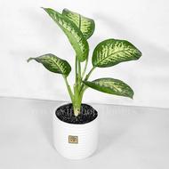 تعدادی گل زیبای دیفن باخیا