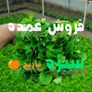 سبزه نارنج لوکس