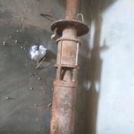 فروش تکی بشقابی.پمپوشناوروپاکت بیل