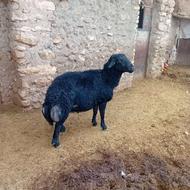 قوچ سیاه لخت برای نسل کشی