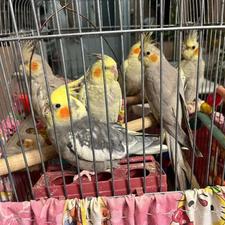 عروس هلندی مولد سخنگو