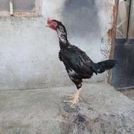 خروس لاری نسل و میدانی