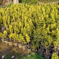 فروش شمشاد سطل3/5