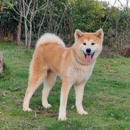 آکیتا ژاپنی کیفیت عالی واگذاری