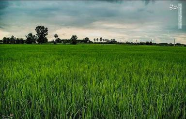 فروش زمین کشاورزی 5500 متر شالیزار دینه سر