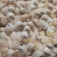 جوجه هفت روزه