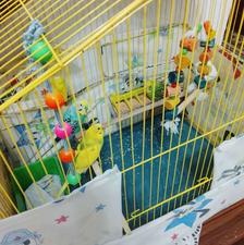 یک جفت مرغ عشق خوش گل با بچه. نر .