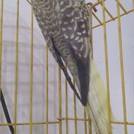 طوطی نر سالم