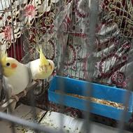 فروش فوری و یا معاوضه دو جفت طوطی عروس