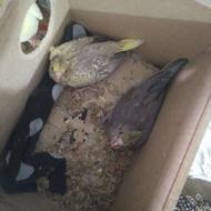 یه جفت عروس با جوجه هاش و تمام لوازم