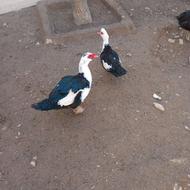 مرغابی روسی نر و ماده