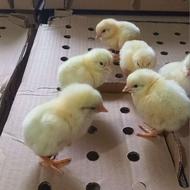 جوجه گوشتی راس 308 درجه یک تضمینی فقط 10