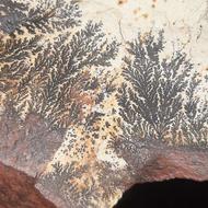 سنگ شجر فسیلی