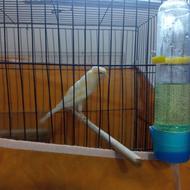 فروش قناری نر و ماده