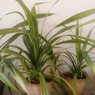 گل پاندانوس