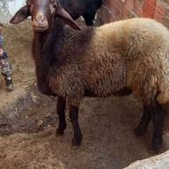 گوسفند نر چاق واسه رمضان