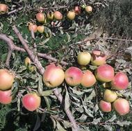 هرس کار ماهر