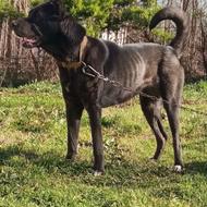 واگذاری سگ سرابی ماده