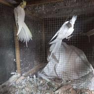 عروس هلندی مولد