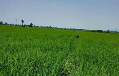 فروش زمین کشاورزی 550 متر درروستا صحنه سرا رودسر