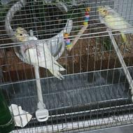 جوجه عروس هلندی سالم