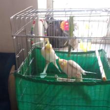 عروس هلندی نر مه معاوز با سونی 2