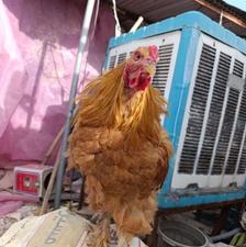 خروس 6ماهه برهما