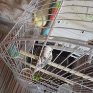 سرحال بازیگوش عروس هلندی نروماده