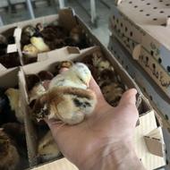 فروش جوجه خروس یک روزه