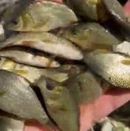 فروش کپور خالص 4 و پنج بندی