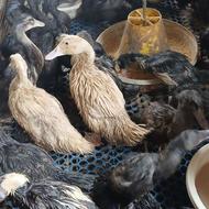 اردک اسرائیلی دورگه