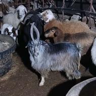 نر بز کل زیبا شاخ انبری گوسفند بره