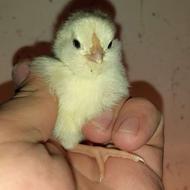 فروش جوجه گلین