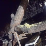 فروش چوب درخت