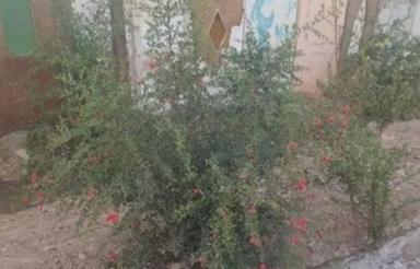 زمین باغی / باغچه