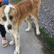 واگذاری آلابای دهن پاک قد90وزن 50یه حیون عالی