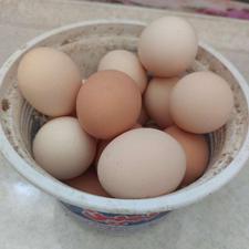 خروس بومی زیبا