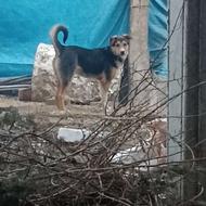 واگذاری توله دورگه سرابی