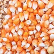 بازاریابی فروش نهاده های دام وطیور