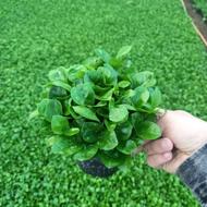 فروش سبزه بهارنارنج