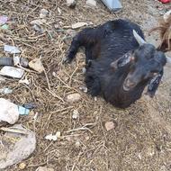 بزغاله نر از شیر افتاده