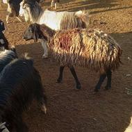 گوسفند چاق مخصوص قربانی