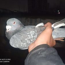 کبوتر یک عدد نر مسافتی مست