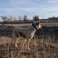 سگ سراب 2 ساله واگزاری